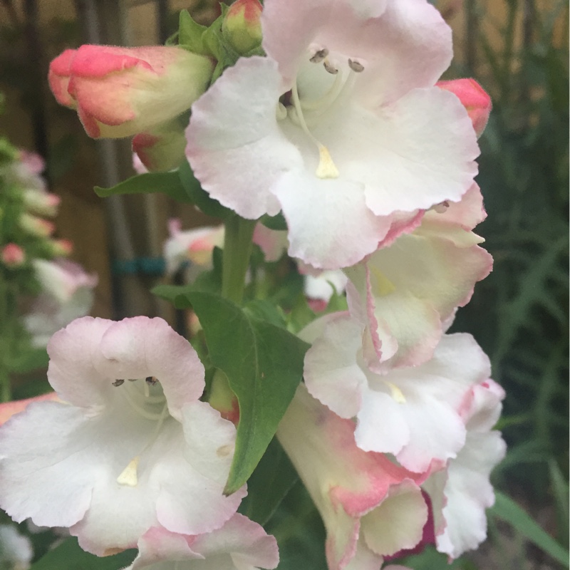Beardtongue 'Appleblossom'