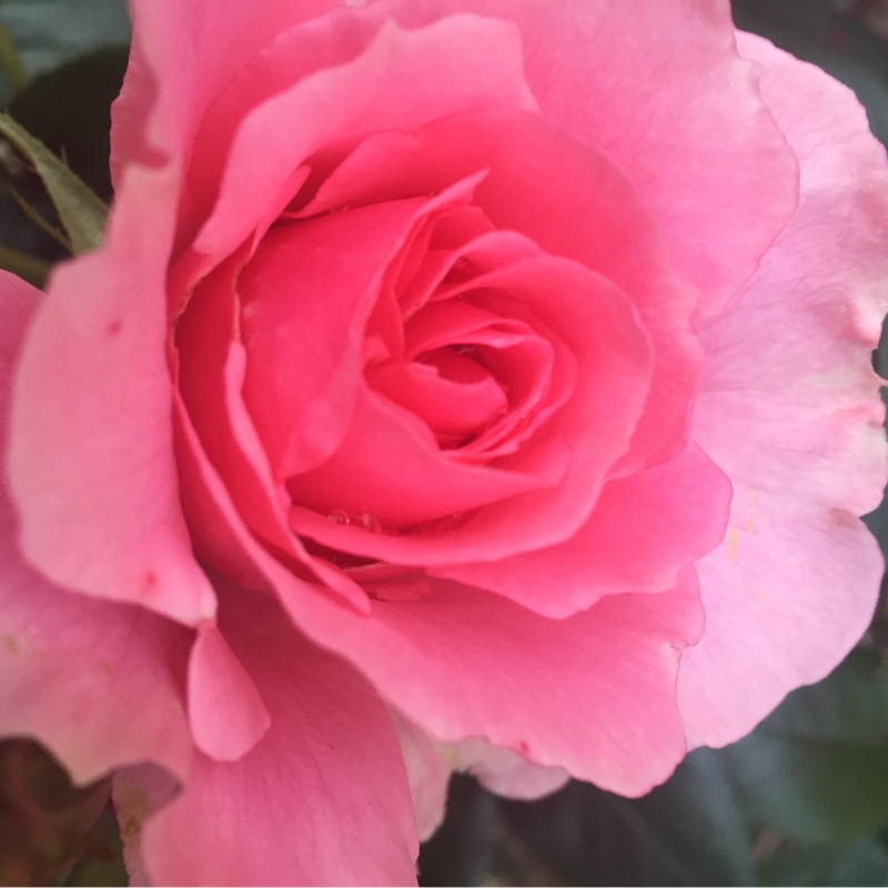 Rose 'You're Beautiful'