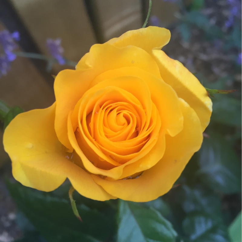 Floribunda Rose 'Golden Wedding'
