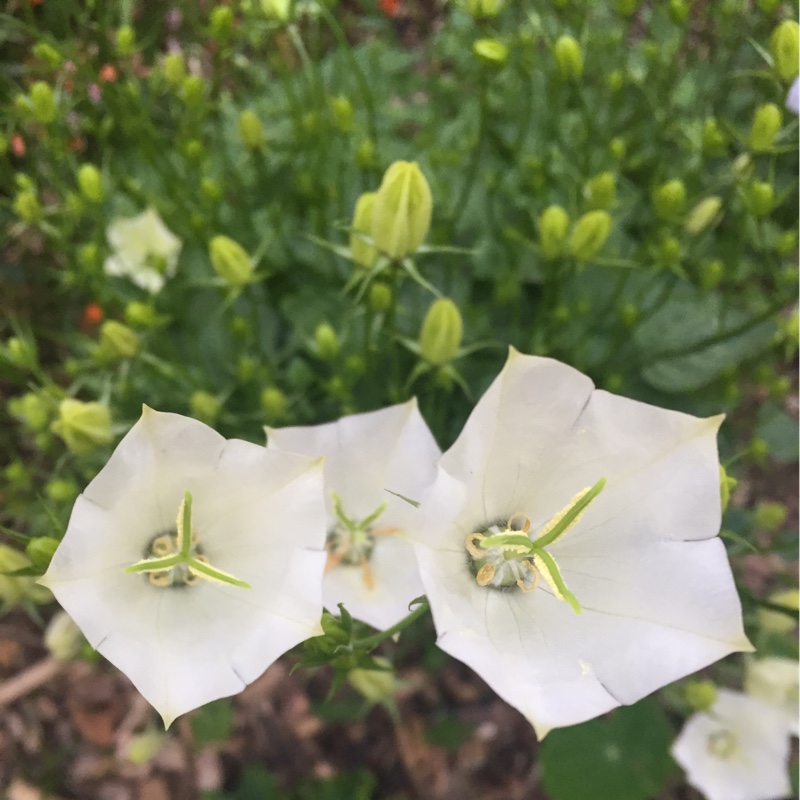Carpathian Bellflower 'White Clips'