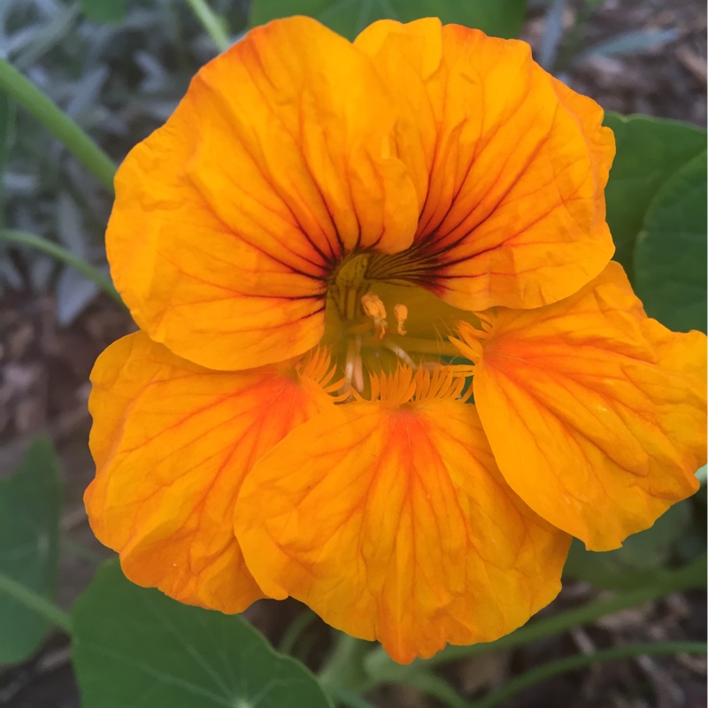 Nasturtium Tip Top 'Alaska Mix'
