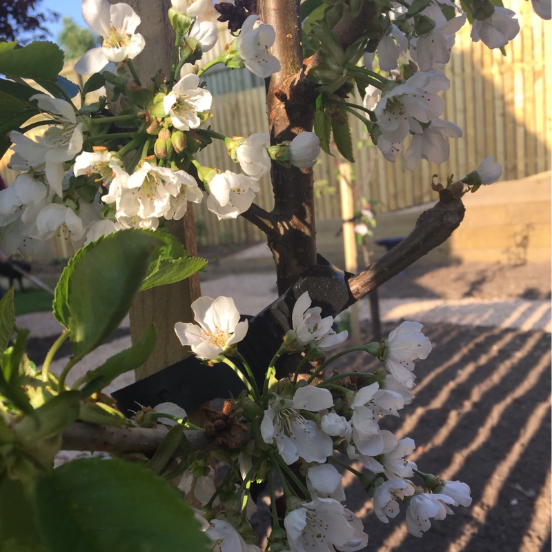plant image 69746