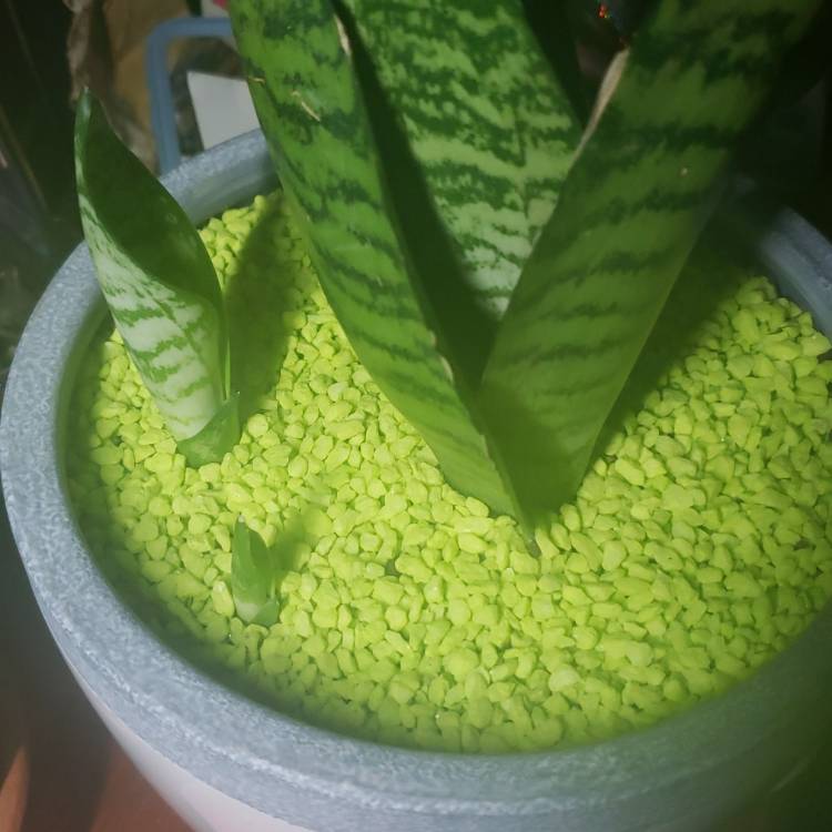 plant image 1249553