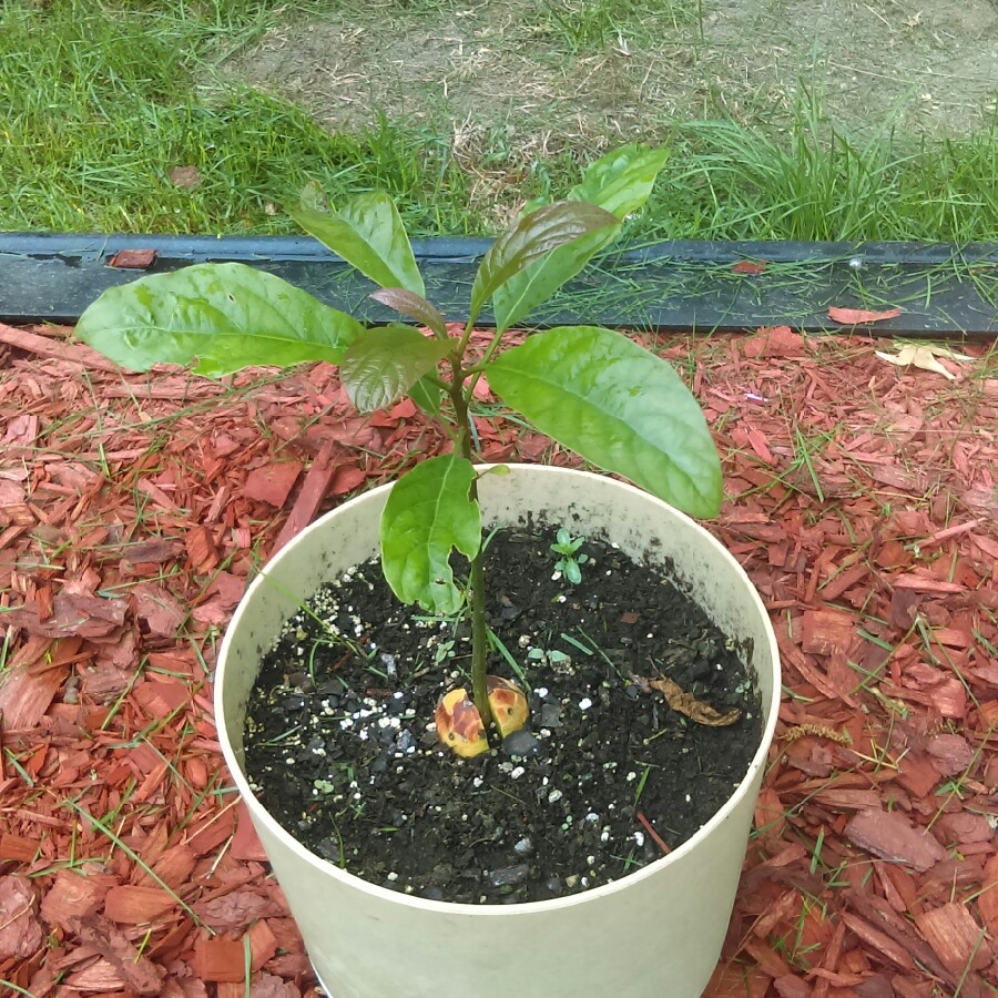 Avocado