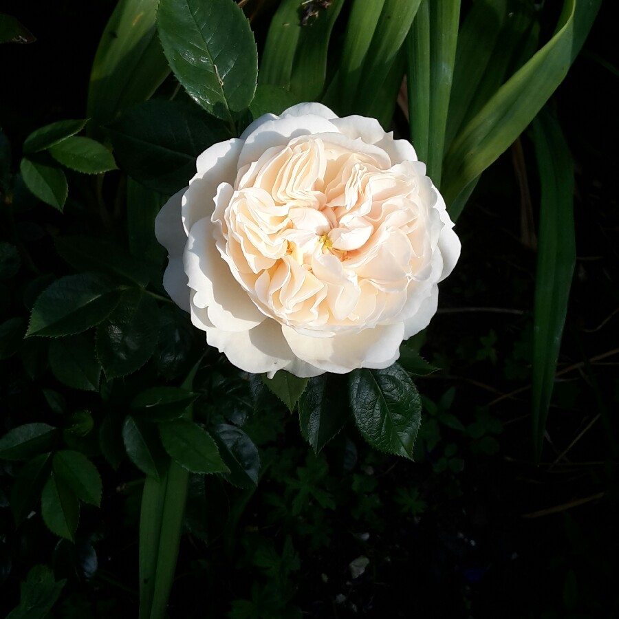 Plant image Rosa 'Macmillan Nurse'