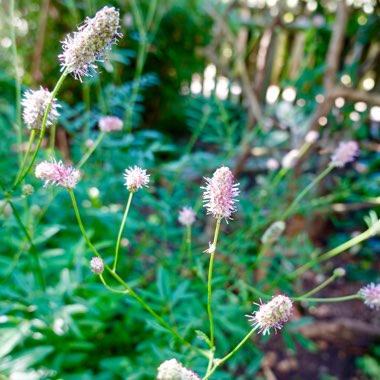 Jude's garden