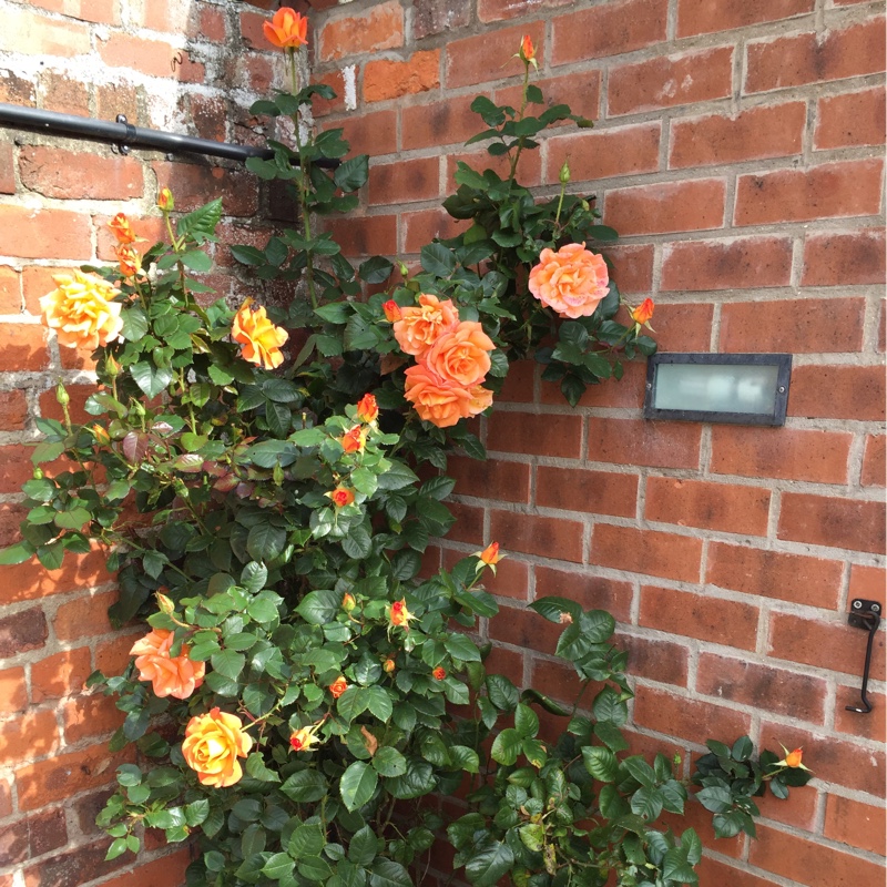 Plant image Rosa 'Sparkle & Shine'