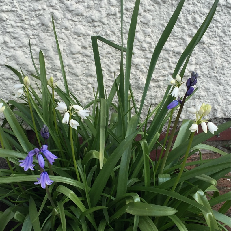 Hybrid Bluebell
