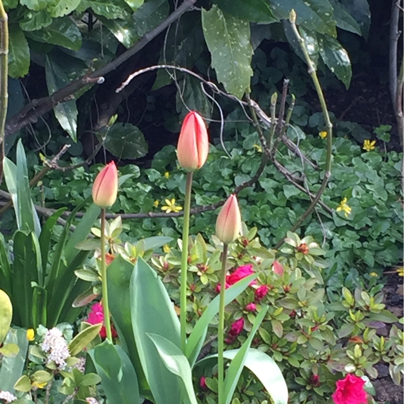Tulip