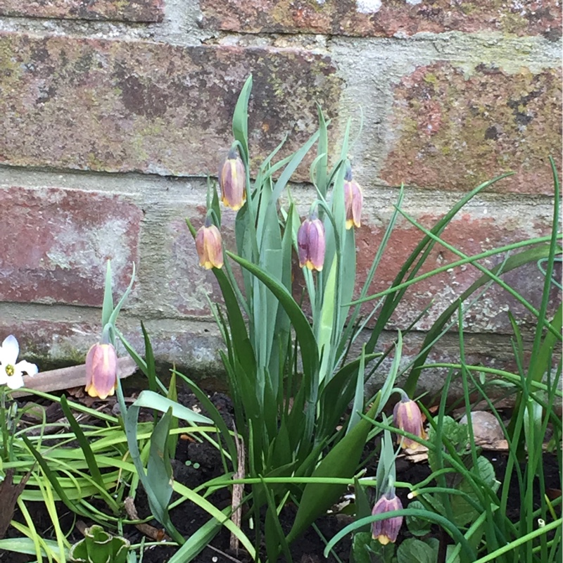 Snake's Head Fritillary