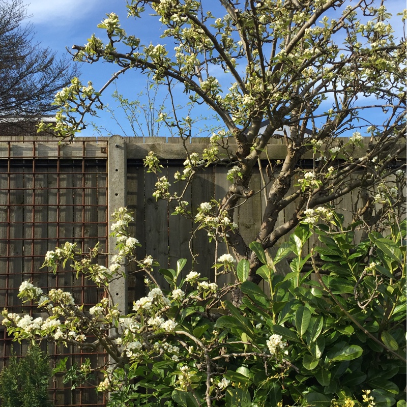 plant image 49333
