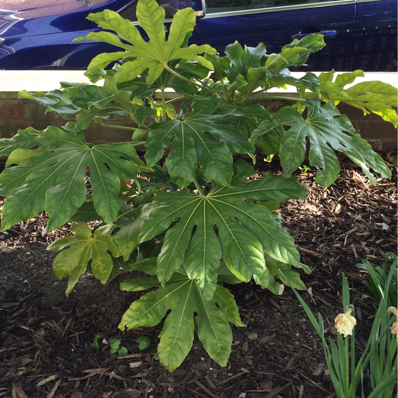 Japanese Aralia