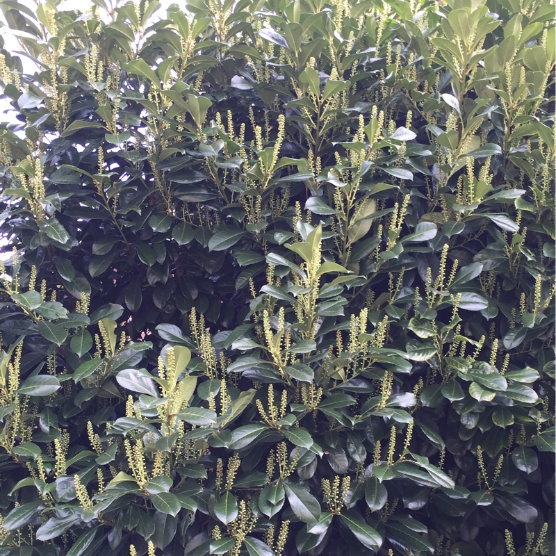 Plant image Prunus lusitanica 'Angustifolia'