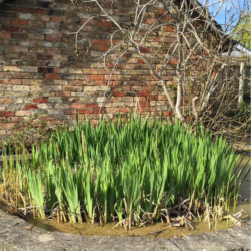 plant image 49338