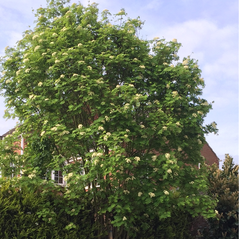 Rowan Tree