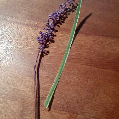 Liriope muscari 'Royal Purple'