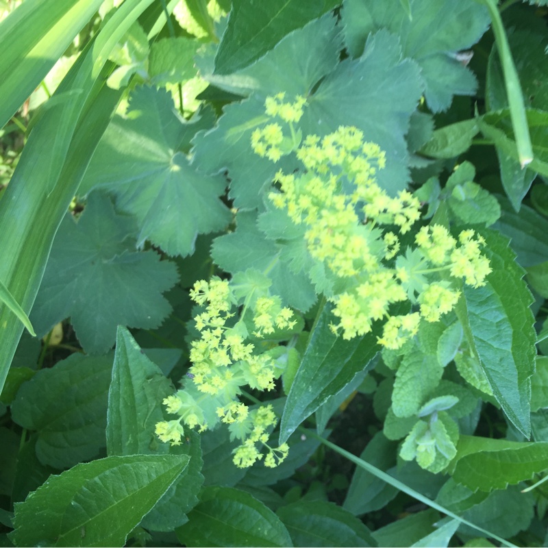 Alchemilla mollis