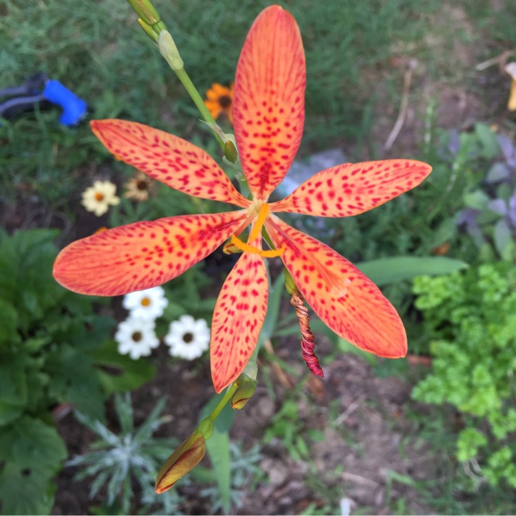 Plant image Iris domestica syn. Belamcanda chinensis