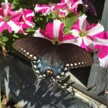 Jud's garden