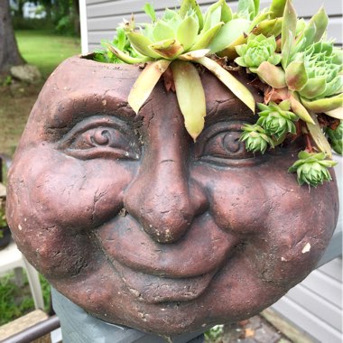 Jud's garden