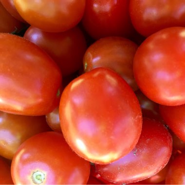 Jud's garden
