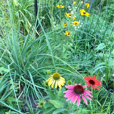 Jud's garden