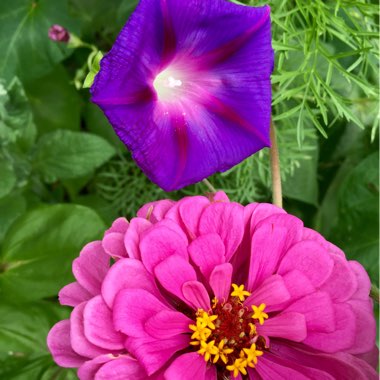 Zinnia