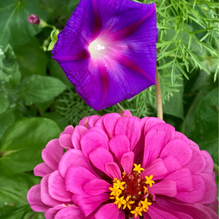 plant image 224313