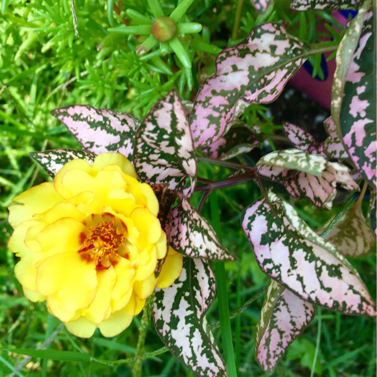 plant image 227135