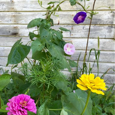 Jud's garden