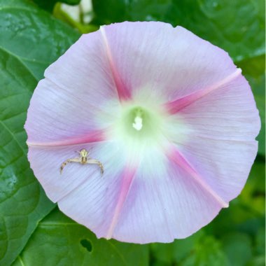 Morning Glory