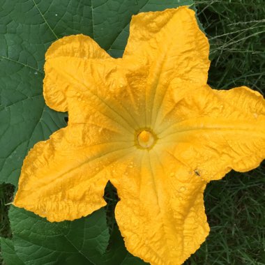 Cucurbita