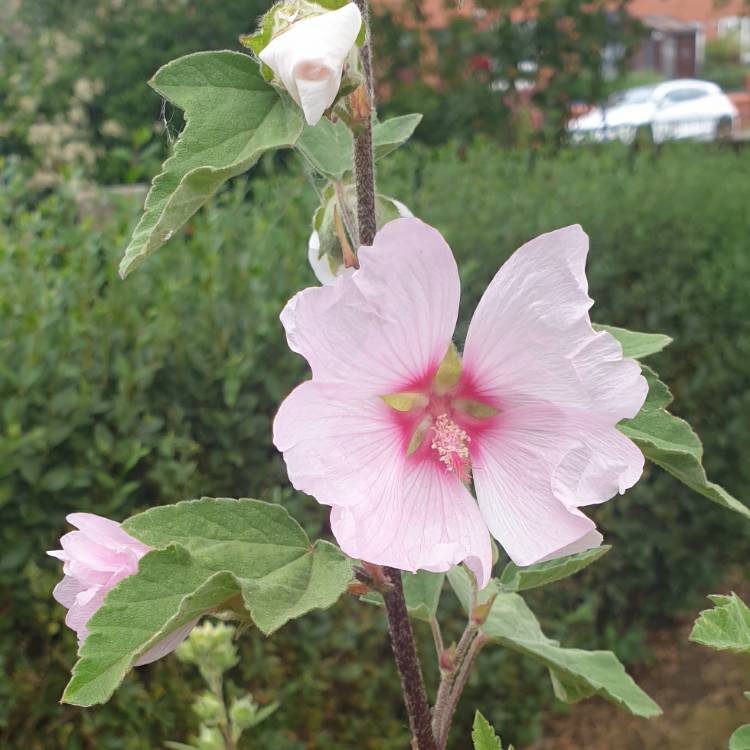 Plant image Lavatera x clementii 'Mary Hope'