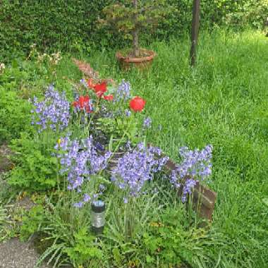 Julie's garden