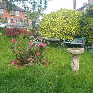 Julie's garden