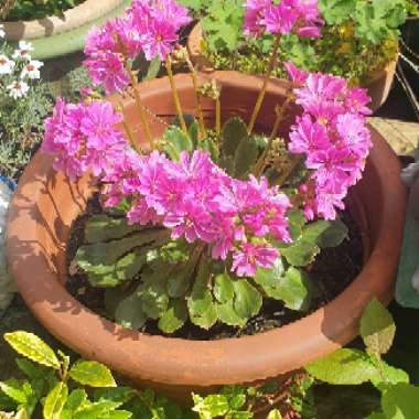 Julie's garden
