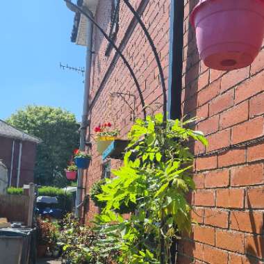 Julie's garden