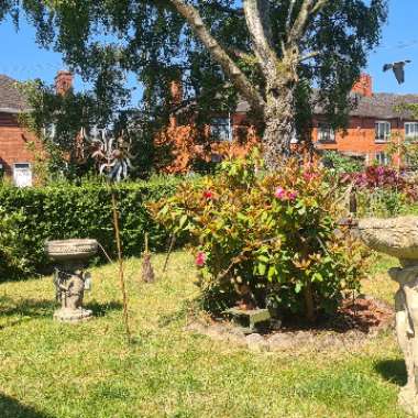 Julie's garden