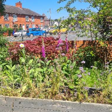 Julie's garden