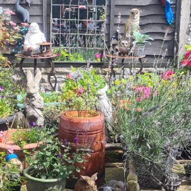 Julie's garden