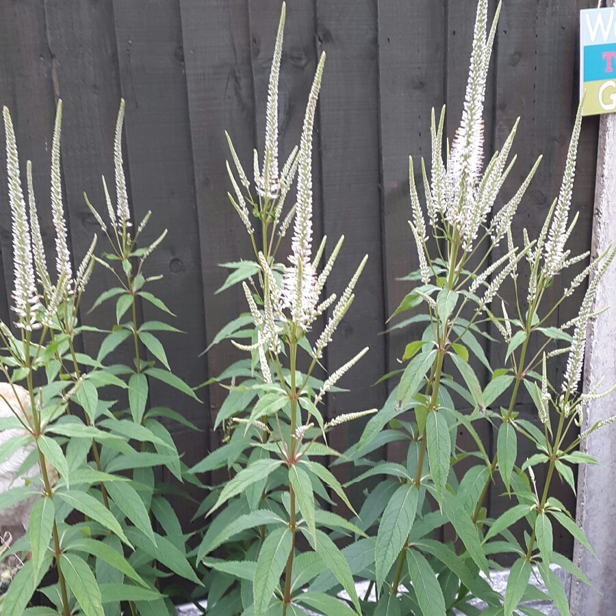 plant image 177780 plant image 177780