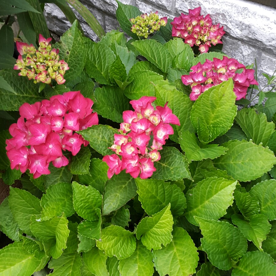 Гортензия руби тьюздей описание и фото Hydrangea macrophylla 'Ruby Tuesday', Hydrangea 'Ruby Tuesday' - uploaded by @ju