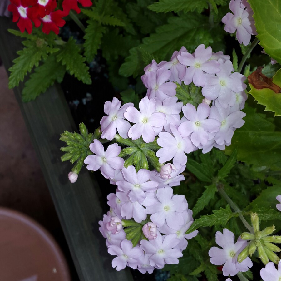Plant image Verbena 'Aztec Pink Magic'