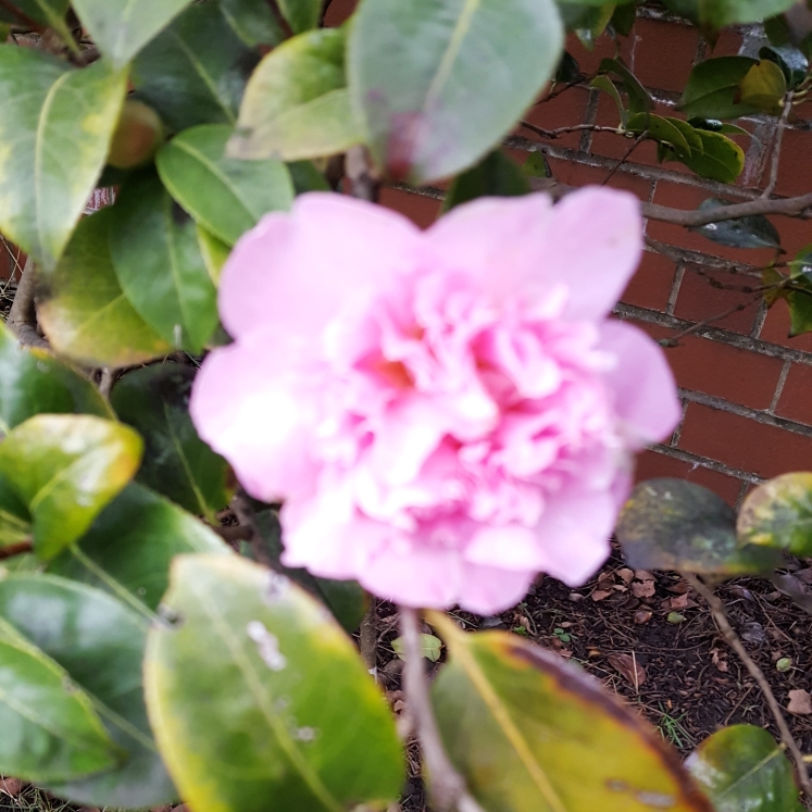 Plant image Camellia japonica 'Betty Foy Sanders'