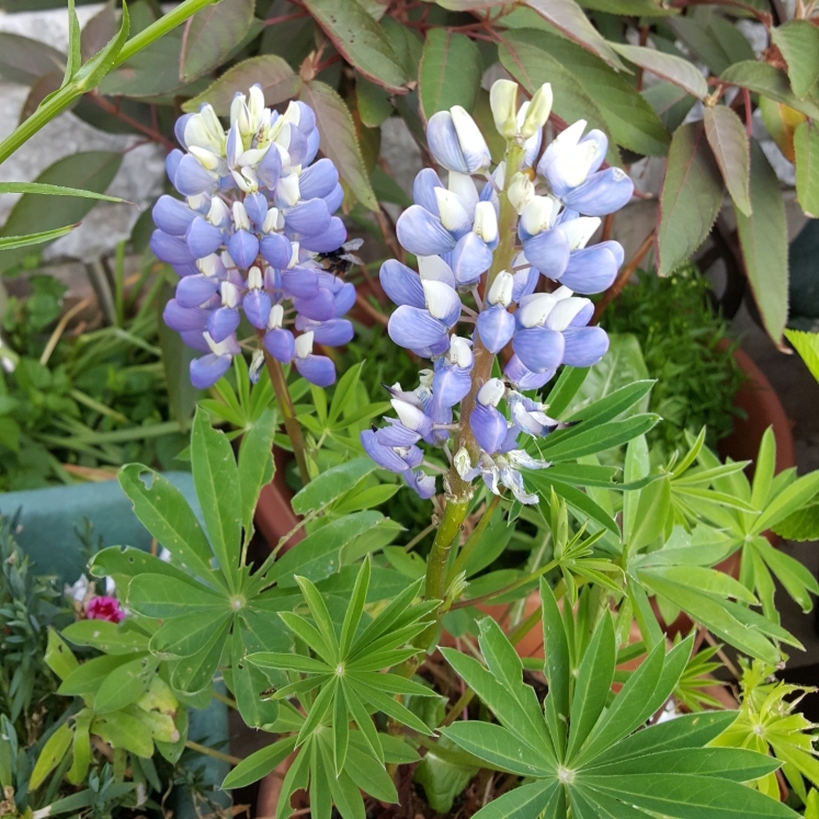 plant image 723184