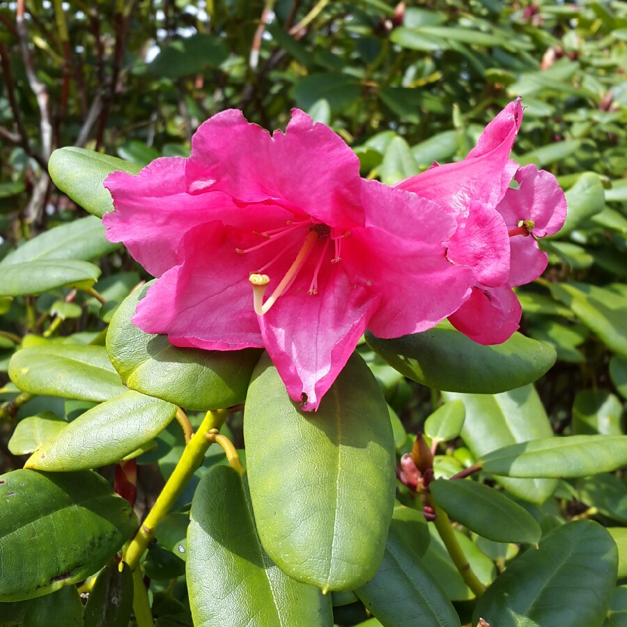plant image 83835