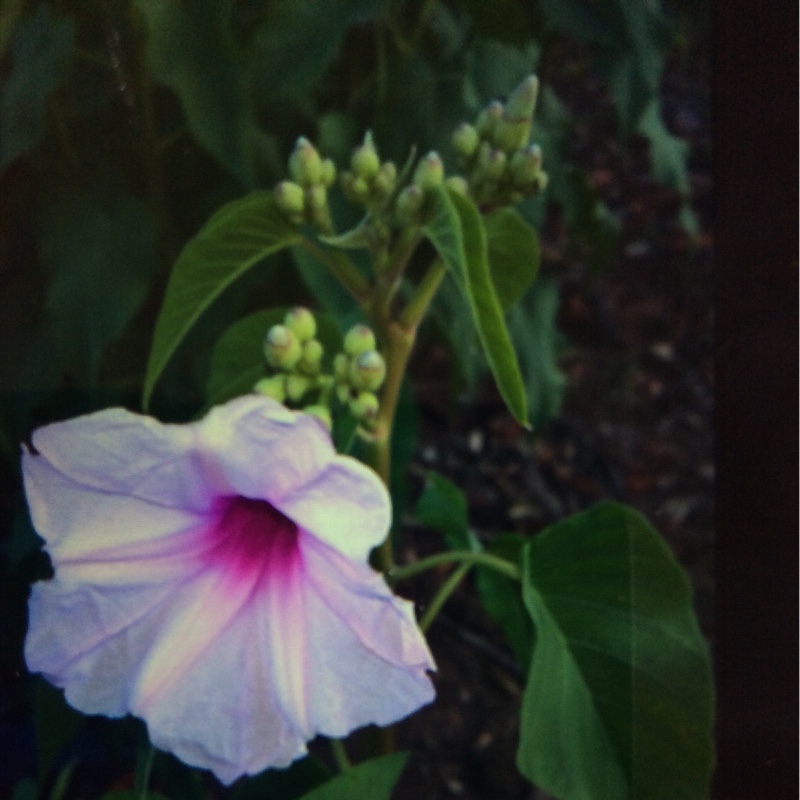 Judy's garden
