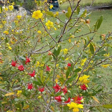 Judy's garden