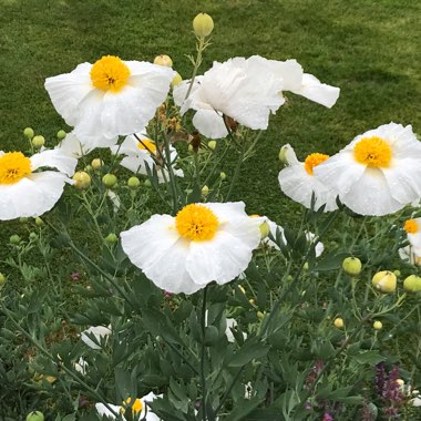 Romneya coulteri