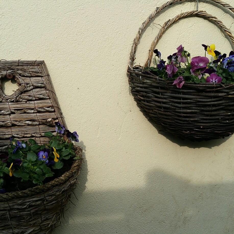 Plant image Viola Matrix Midnight Glow